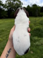 Orange male , a male Miniature Dachshund for sale in Pleasant Plains, AR – Photo 4 of 4