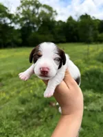 Orange male , a male Miniature Dachshund for sale in Pleasant Plains, AR – Photo 2 of 4