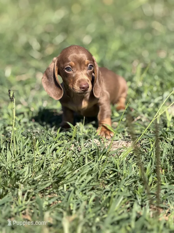 Chocolate female  – Miniature Dachshund puppy for sale in Pleasant Plains, AR