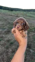 Chocolate female , a female Miniature Dachshund for sale in Pleasant Plains, AR – 2 of 3