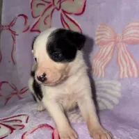 Female 1 , a female Border Collie for sale in Pleasant Plains, AR – Photo 2 of 5