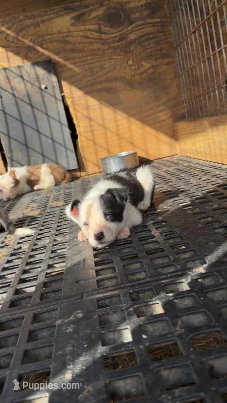 Female 1  – Border Collie puppy for sale in Pleasant Plains, AR