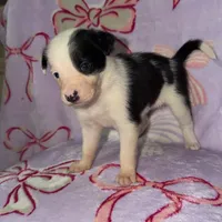 Female 1 , a female Border Collie for sale in Pleasant Plains, AR – Photo 3 of 5