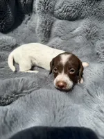 Purple female , a female Miniature Dachshund for sale in Pleasant Plains, AR – 2 of 2