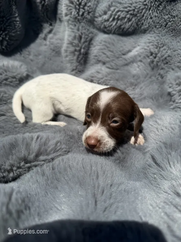 Purple female  – Miniature Dachshund puppy for sale in Pleasant Plains, AR