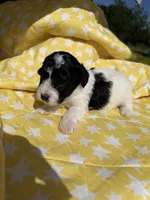 Green male , a male Poodle - Toy  for sale in Pleasant Plains, AR – 2 of 3