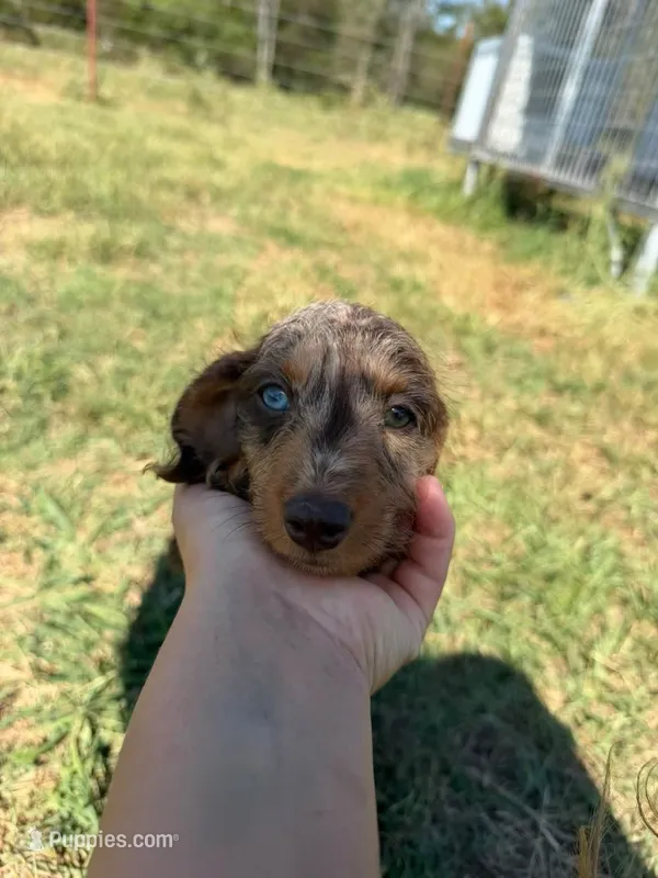 Chocolate and tan dapple – Miniature Dachshund puppy for sale in Pleasant Plains, AR