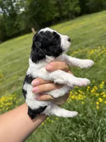 Male one, a male Poodle - Toy  for sale in Pleasant Plains, AR – Photo 4 of 7