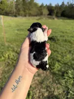 Stitch , a male Poodle - Toy  for sale in Pleasant Plains, AR – Photo 3 of 3