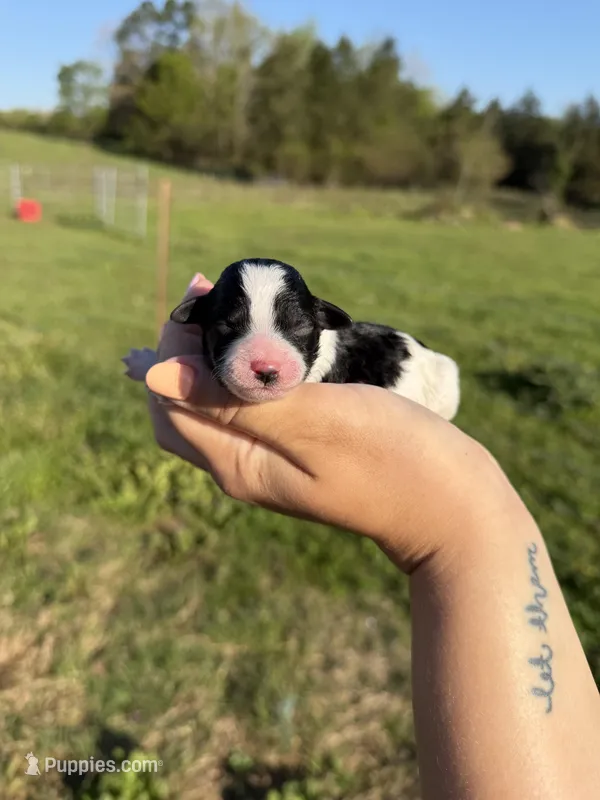 Stitch , a male Poodle - Toy  for sale in Pleasant Plains, AR – Photo 1 of 3