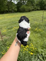 Male one, a male Poodle - Toy  for sale in Pleasant Plains, AR – Photo 7 of 7