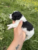Male one, a male Poodle - Toy  for sale in Pleasant Plains, AR – Photo 6 of 7