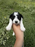Male one, a male Poodle - Toy  for sale in Pleasant Plains, AR – Photo 5 of 7