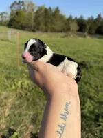 Stitch , a male Poodle - Toy  for sale in Pleasant Plains, AR – Photo 2 of 3
