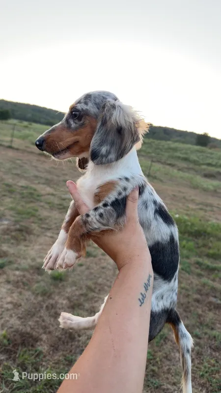 Silver  – Miniature Dachshund puppy for sale in Pleasant Plains, AR