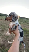 Silver , a female Miniature Dachshund for sale in Pleasant Plains, AR – 1 of 2