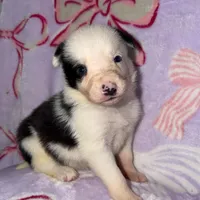 Female 2 , a female Border Collie for sale in Pleasant Plains, AR – Photo 2 of 4