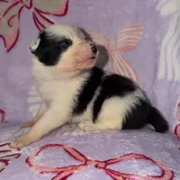 Female 2 , a female Border Collie for sale in Pleasant Plains, AR – Photo 3 of 4