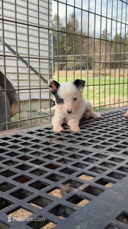 Female 2  – Border Collie puppy for sale in Pleasant Plains, AR
