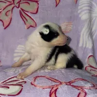 Female 2 , a female Border Collie for sale in Pleasant Plains, AR – Photo 4 of 4