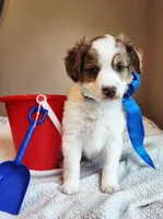 Boy 1, a male Cavapoo for sale in Junction, UT – 3 of 7