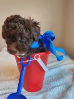 Girl 1, a female Cavapoo for sale in Junction, UT – 3 of 6