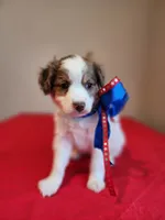 Boy 1, a male Cavapoo for sale in Junction, UT – 6 of 7