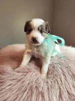 Boy 1, a male Cavapoo for sale in Junction, UT – 7 of 7