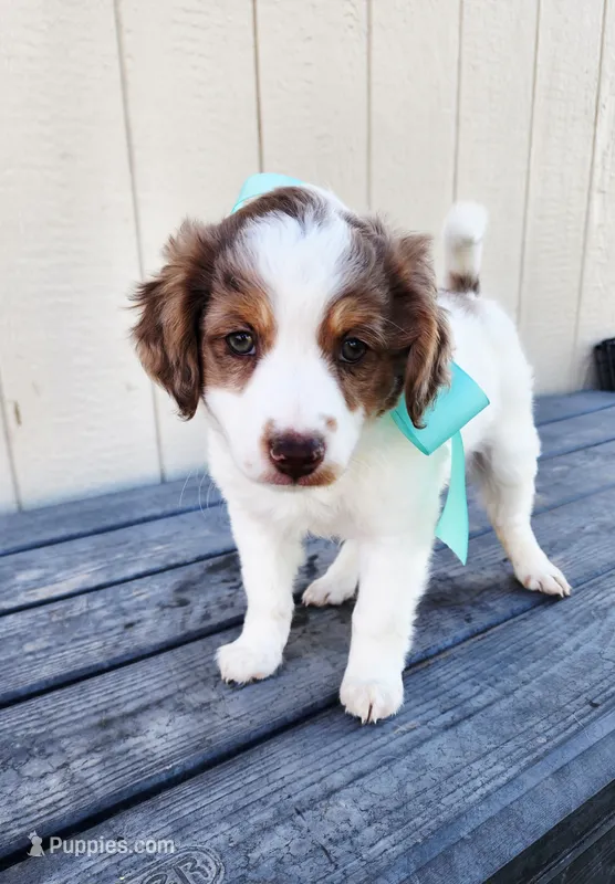 Boy 1 – Cavapoo puppy for sale in Junction, UT