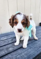 Boy 1, a male Cavapoo for sale in Junction, UT – 1 of 7