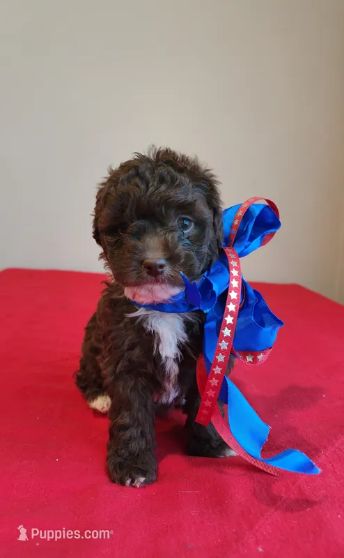 Girl 1 – Cavapoo puppy on hold in Junction, UT