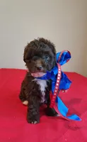 Girl 1, a female Cavapoo for sale in Junction, UT – 1 of 6