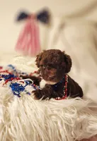Girl 1, a female Cavapoo for sale in Junction, UT – 5 of 6