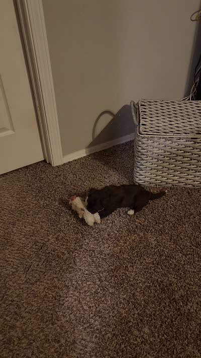 Girl 1, a female Cavapoo for sale in Junction, UT – 2 of 6