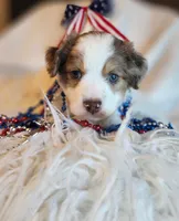 Boy 1, a male Cavapoo for sale in Junction, UT – 5 of 7
