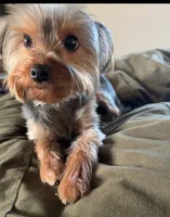Anna, a female Silky Terrier for sale in Schertz, TX – 1 of 3