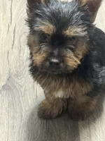 Jan, a female Silky Terrier for sale in Aurora, CO – 2 of 5