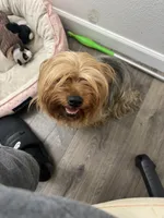Violet , a female Silky Terrier for sale in Aurora, CO – 2 of 2