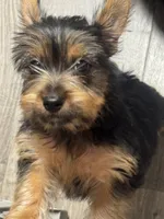 Hannah, a female Silky Terrier for sale in Aurora, CO – 2 of 4