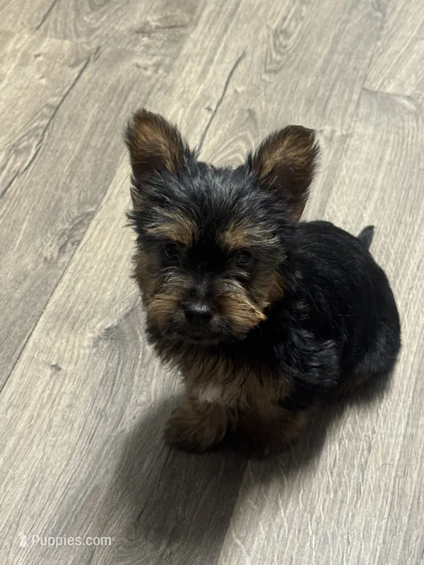 Jan – Silky Terrier puppy for sale in Aurora, CO