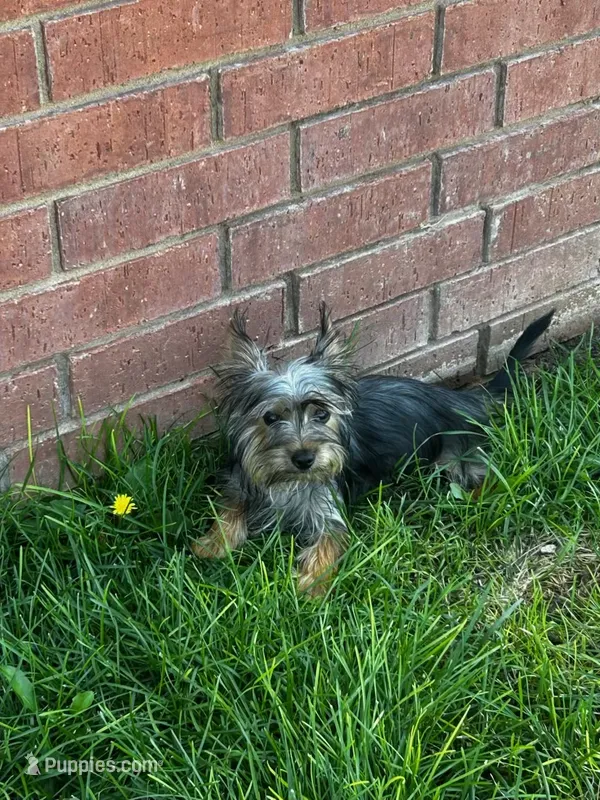 Moe – Silky Terrier puppy for sale in Aurora, CO