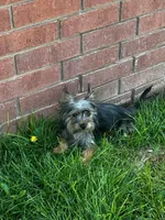 Moe, a male Silky Terrier for sale in Aurora, CO – 1 of 2
