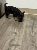 Jan, a female Silky Terrier for sale in Aurora, CO – 4 of 5