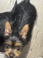 Hannah, a female Silky Terrier for sale in Aurora, CO – 3 of 4