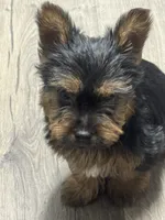 Jan, a female Silky Terrier for sale in Aurora, CO – 3 of 5