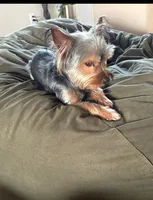 Anna, a female Silky Terrier for sale in Schertz, TX – 2 of 3