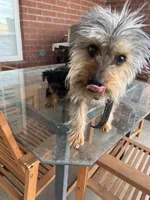 Moe, a male Silky Terrier for sale in Aurora, CO – 2 of 2