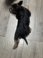 Hannah, a female Silky Terrier for sale in Aurora, CO – 4 of 4
