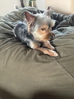 Anna, a female Silky Terrier for sale in Schertz, TX – 3 of 3
