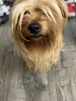 Violet , a female Silky Terrier for sale in Aurora, CO – 1 of 2